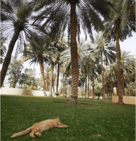حدائق الرياض المجانيه