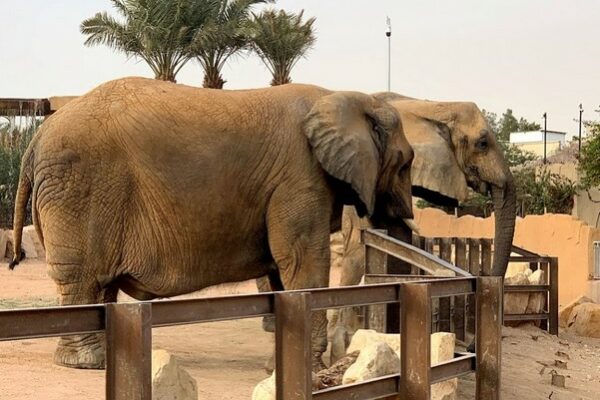 حديقة حيوانات الرياض | افضل 5 أنشطة والفنادق القريبة من الحديقة